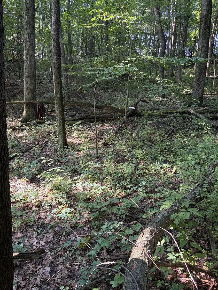 Sunlight through the real Michigan woodland canopy
