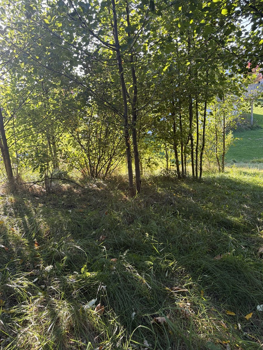 The grassy opening from the October walk